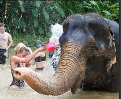 Bathing an elephant